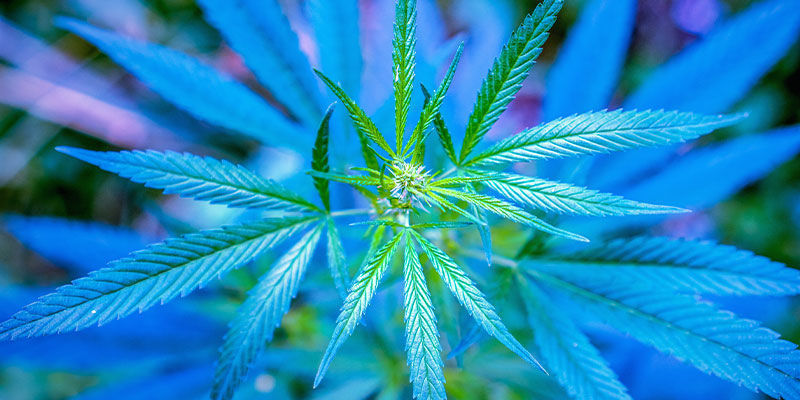 Lysspektrum til vegetative cannabisplanter Lysspektrum til vegetative cannabisplanter