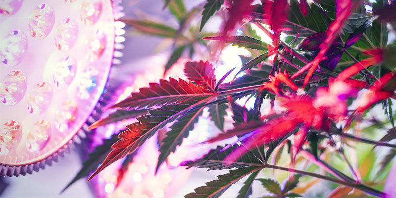 Hvilket lyspektrum har cannabisplanter brug for? What Light Spectrum Do Cannabis Plants Need?