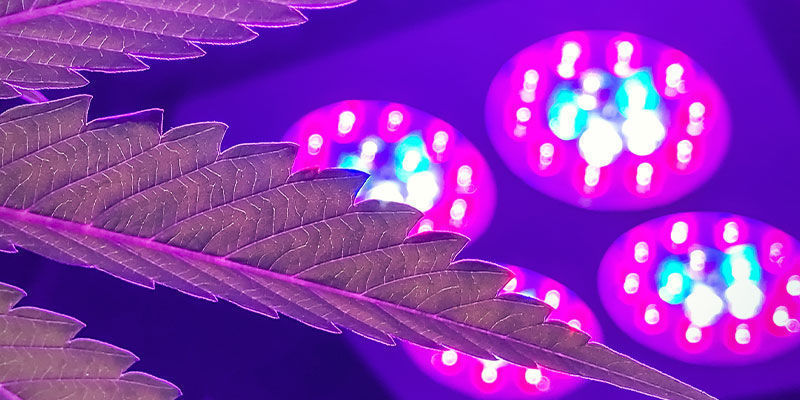 Hvilket dyrkningslys har det bedste lysspektrum til cannabis? Hvilket dyrkningslys har det bedste lysspektrum til cannabis?