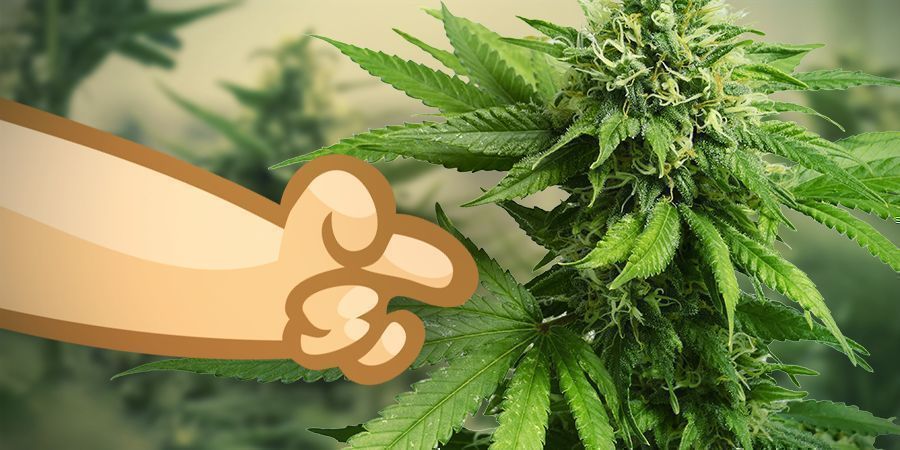 Brug en sativa-cannabissort til at få blodet til at pumpe