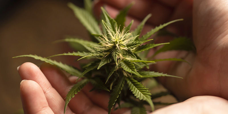 Blokerer hormoner din cannabisrus? 10. Are Hormones Blocking Your Cannabis High?