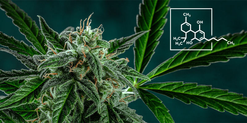 Weeden indeholder mere CBD end THC 6. The Weed Contains More CBD Than THC