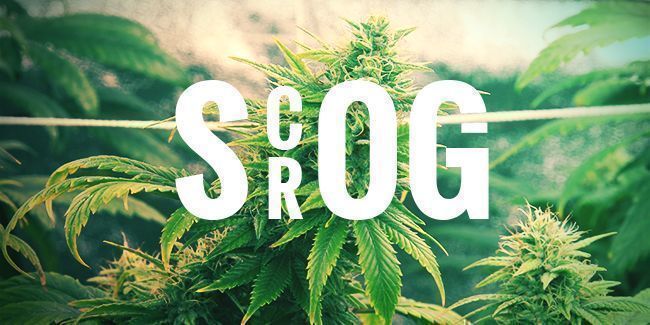 DYRKNING MED SCROG-TEKNIKKEN