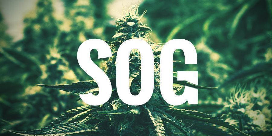 DYRKNING MED SOG-TEKNIKKEN