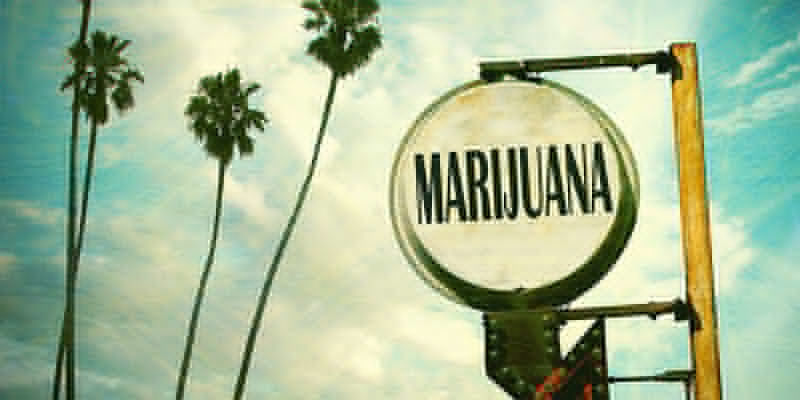 Født og opvokset i Florida OG Kush Cannabis: Florida Born And Bred