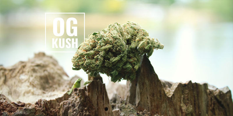 Hvad betyder OG? OG Kush Cannabis: Hvad betyder OG?