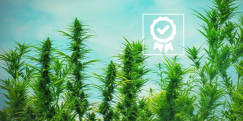 Hvilken OG Kush er bedst? Hvilken OG Kush er bedst?