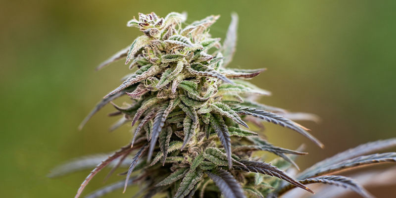 Sådan vælger du den rette sort med højt CBD-indhold Sådan vælger du den rette sort med højt CBD-indhold