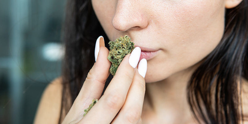 Hvorfor vælge CBD-sorter? Why choose CBD strains?