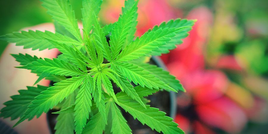 Sådan dyrker du Master Kush SÅDAN DYRKER DU MASTER KUSH