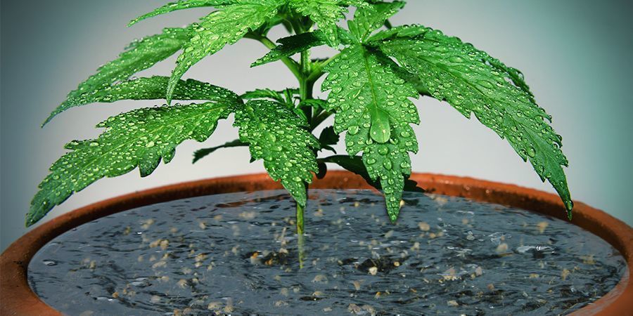 Over-vanding Over-watering
