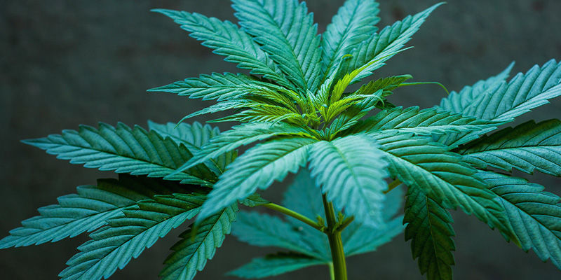 Dyrkning Dyrkning af regulære og feminiserede cannabisfrø