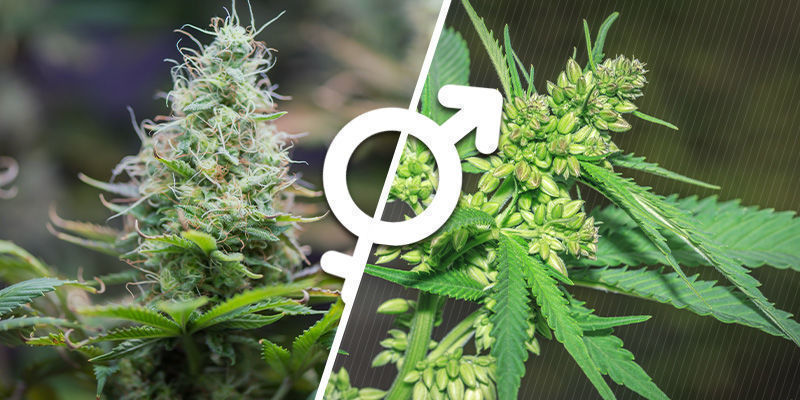 Forstå kønnet på cannabisplanter Forstå kønnet på cannabisplanter