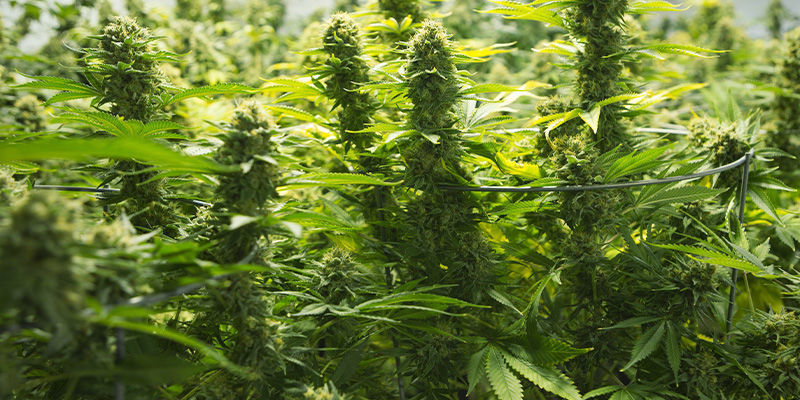 Udbytte Regulære og feminiserede cannabisfrø: Udbytte