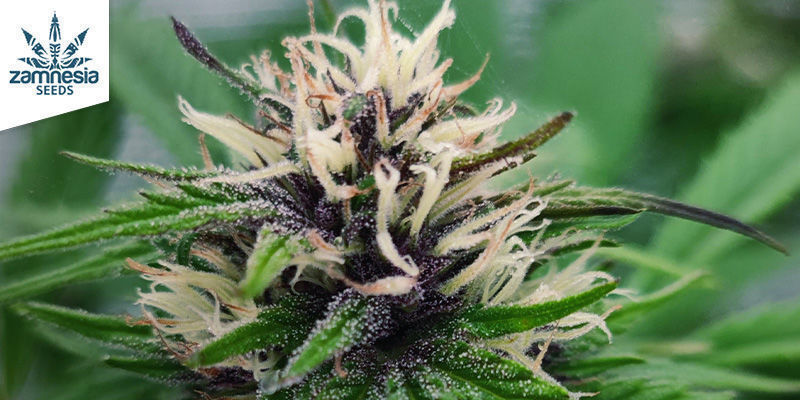 Blue Dream (Zamnesia Seeds) feminized Blue Dream (Zamnesia Seeds) feminized