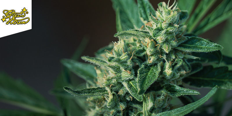 Super Lemon Haze (Greenhouse Seeds) feminiserede Super Lemon Haze (Greenhouse Seeds) feminiserede