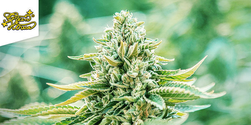 Trainwreck (Greenhouse Seeds) feminiseret Trainwreck (Greenhouse Seeds) feminized