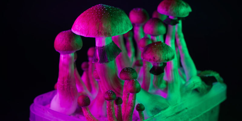 Magiske svampe Magic Mushrooms