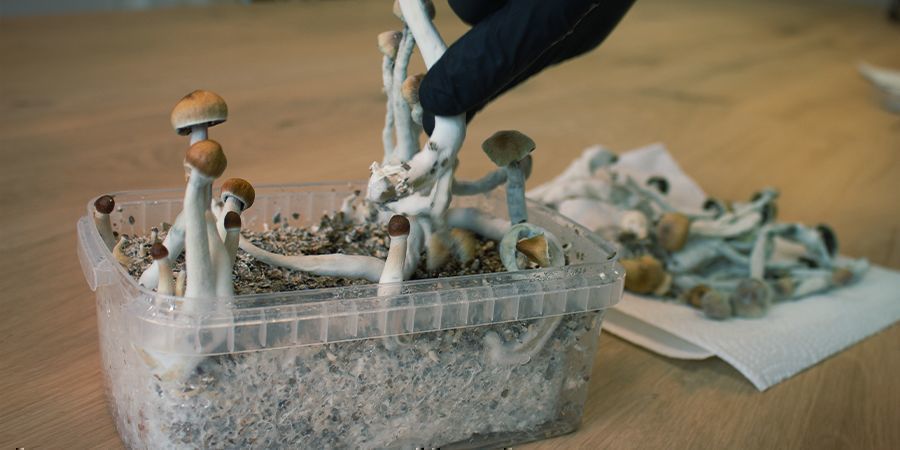 Sådan arbejder du sterilt med dyrkningskit til magiske svampe Sådan arbejder du sterilt med dyrkningskit til magiske svampe