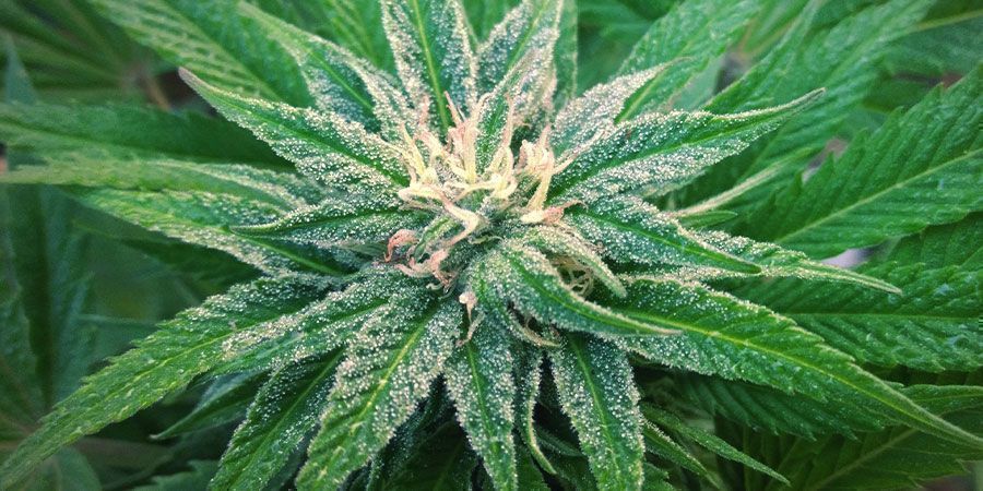 Sådan dyrker du White Widow Sådan dyrker du White Widow