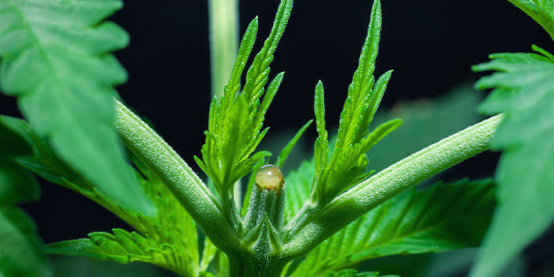 Bliv usynlig Bliv usynlig ved at camouflere cannabisplanter