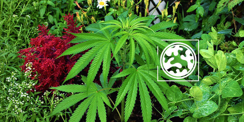 Ledsagerplantning Ledsagerplantning til at camouflere cannabisplanter