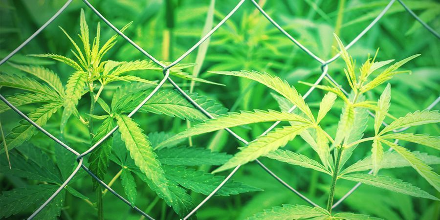 Vælg dit sted At vælge det rigtige sted til udendørs dyrkning af cannabis