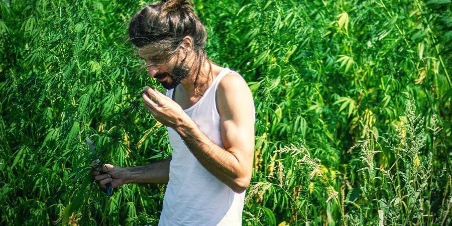 Lugt Den kraftige lugt af cannabis