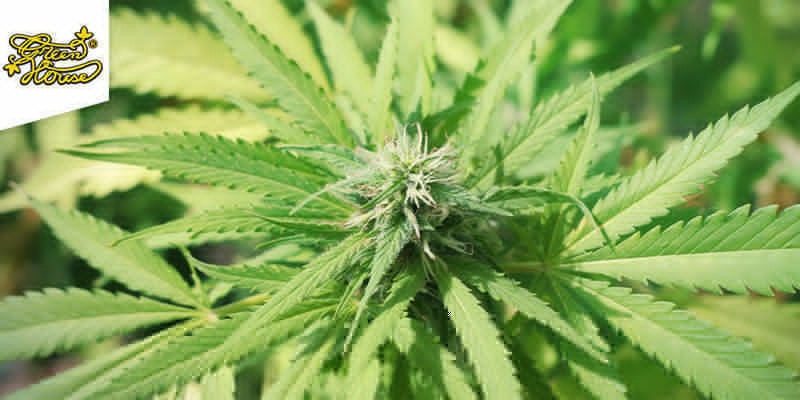 Keder du dig: Super Silver Haze Bored: Super Silver Haze