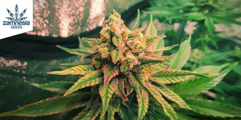 Energi: Sour Diesel Energetic: Sour Diesel