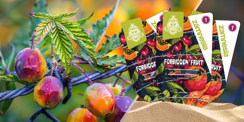 Forbidden Fruit Forbidden Fruit