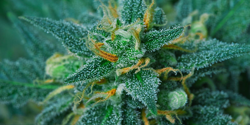 Bedste cannabissorter til at undgå couch-lock Bedste cannabissorter til at undgå couch-lock