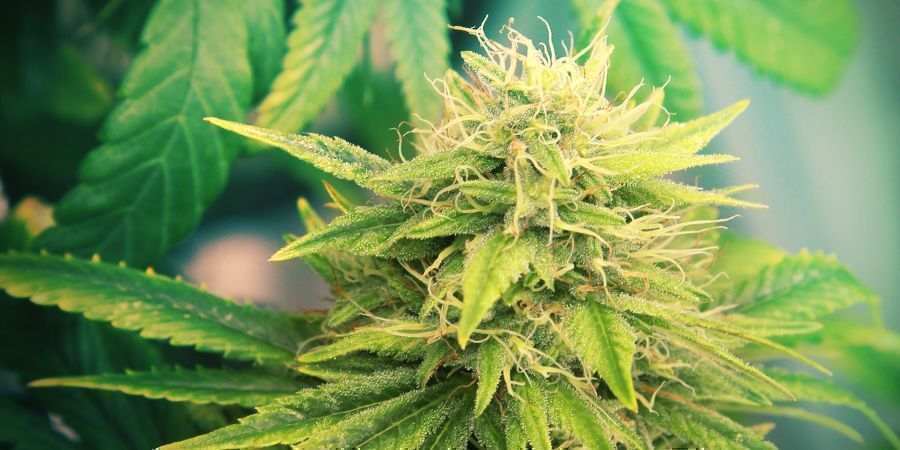 Cannabissorter, der giver couch-lock Cannabissorter, der giver couch-lock
