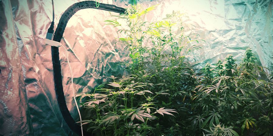 Større dyrkningssystem Bigger Cultivation System