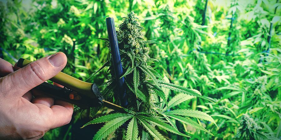Træning af cannabisplanten