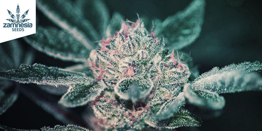 Super Silver Haze (Zamnesia Seeds) feminiserede