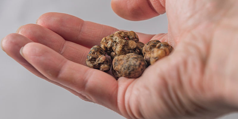 Har magiske trøfler andre effekter end magiske svampe? Do magic truffles have different effects than mushrooms?