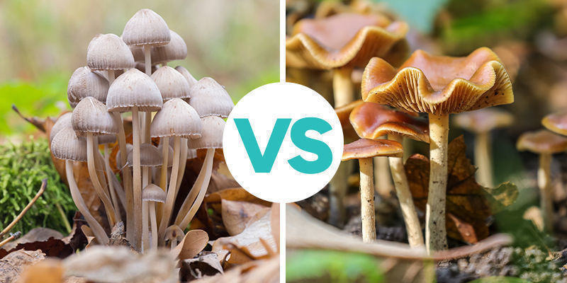 Copelandia Cyanescens VS Psilocybe Cyanescens Copelandia Cyanescens VS Psilocybe Cyanescens