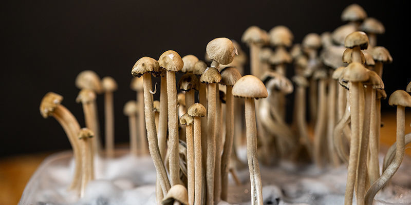 Lær Panaeolus cyanescens at kende Lær Panaeolus cyanescens at kende