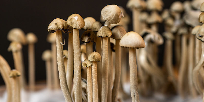 Udnyt kraften i Panaeolus cyanescens Udnyt kraften i Panaeolus cyanescens