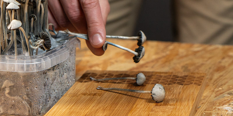Sådan doserer du Panaeolus cyanescens Sådan doserer du Panaeolus cyanescens