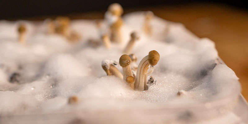 Sådan dyrker du Panaeolus cyanescens Sådan dyrker du Panaeolus cyanescens