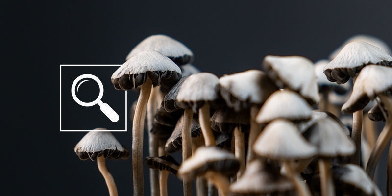 Sådan identificerer du Panaeolus cyanescens Sådan identificerer du Panaeolus cyanescens