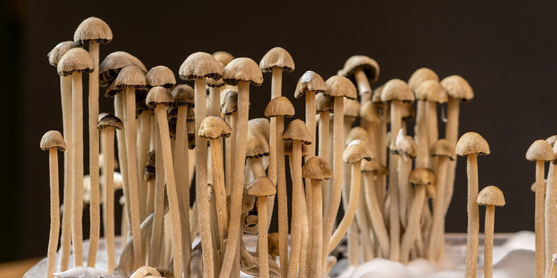 Hvad er Panaeolus cyanescens? Hvad er Panaeolus cyanescens?