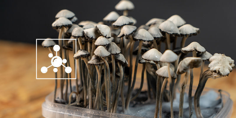 Hvilke stoffer findes der i Panaeolus cyanescens? Hvilke stoffer findes der i Panaeolus cyanescens?