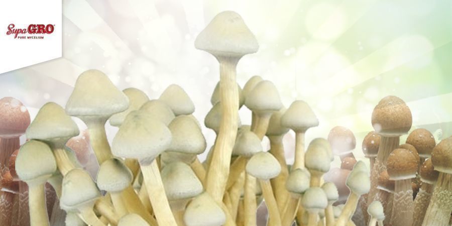 Sådan dyrker du Supa Gro Kits med 100% mycelium Sådan dyrker du Supa Gro Kits med 100% mycelium