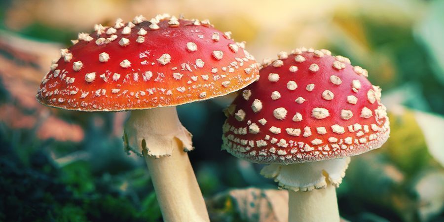 Hvad er Amanita muscaria? Hvad er Amanita muscaria?