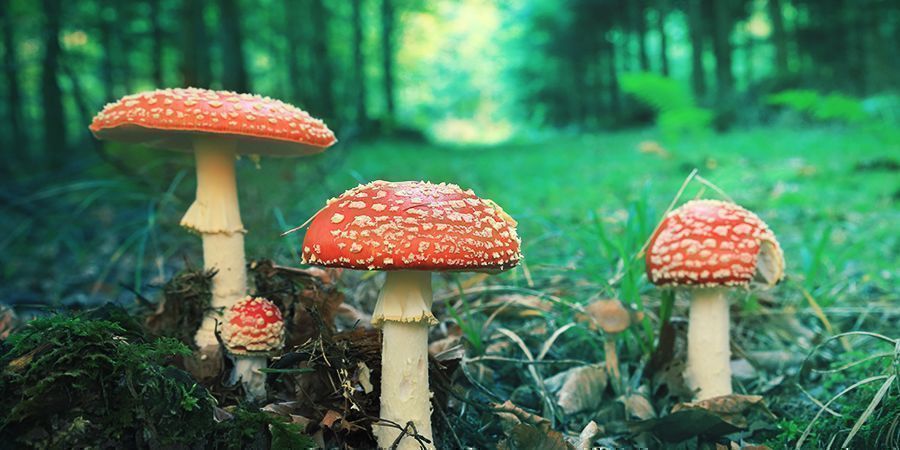 Amanita Muscaria: Udseende Amanita Muscaria: Udseende