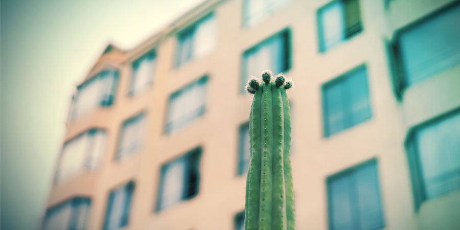 Dyrkning af San Pedro Growing San Pedro