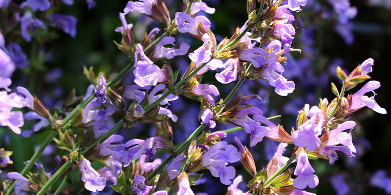 Lær Salvia divinorum at kende Lær Salvia divinorum at kende